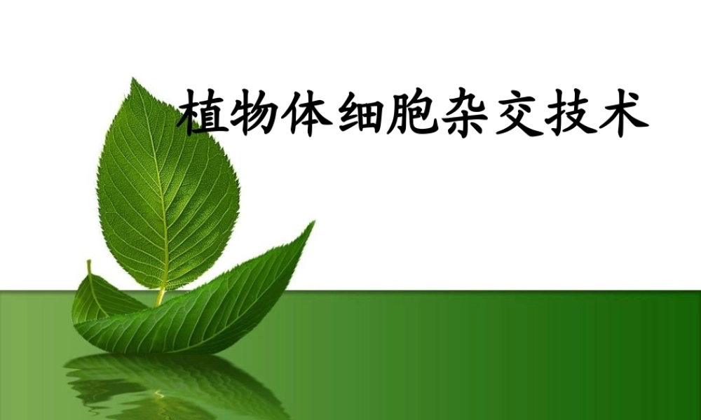 植物体细胞杂交(完整).ppt