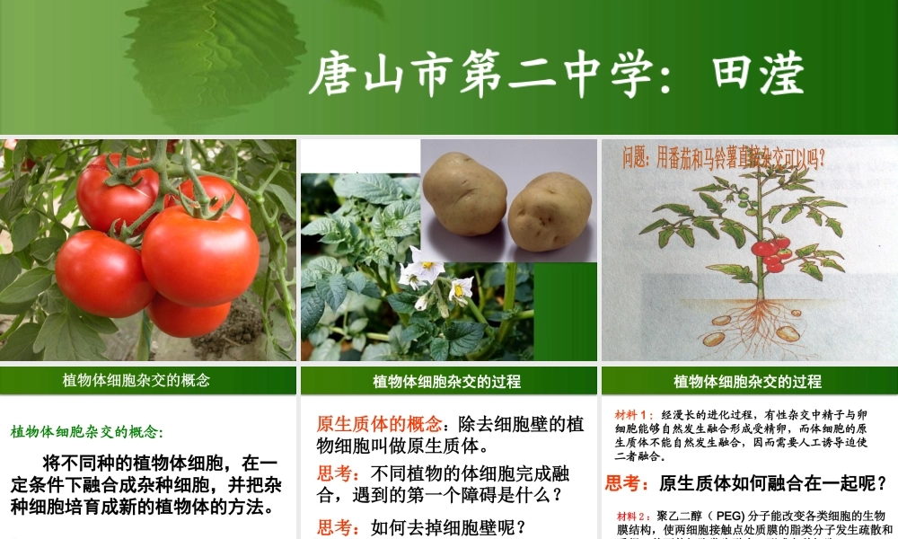 植物体细胞杂交(完整).ppt