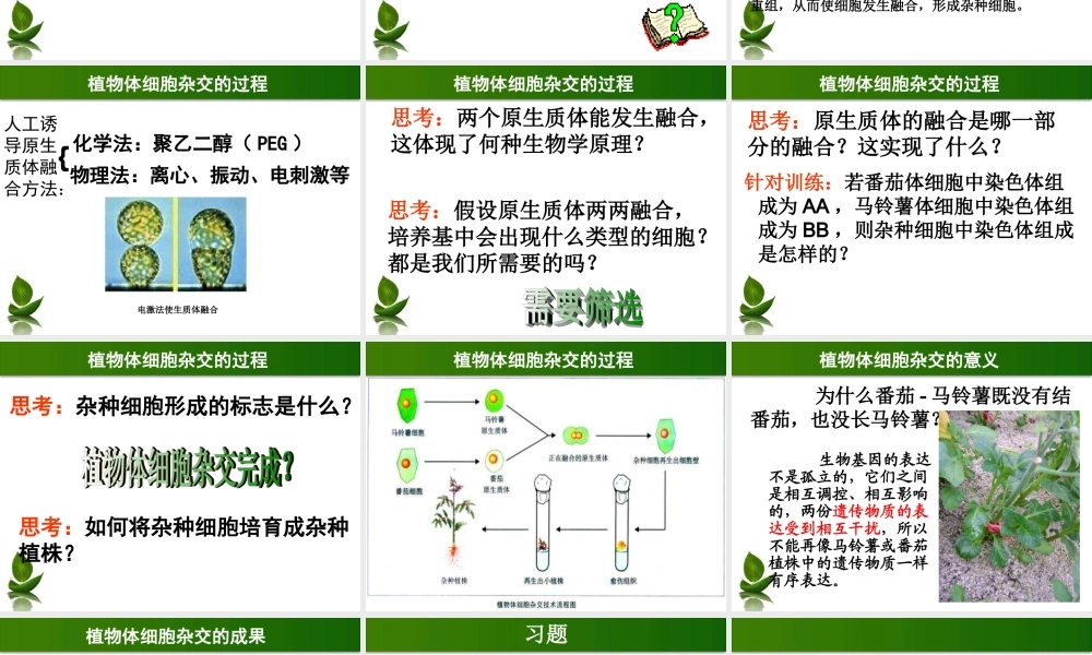 植物体细胞杂交(完整).ppt