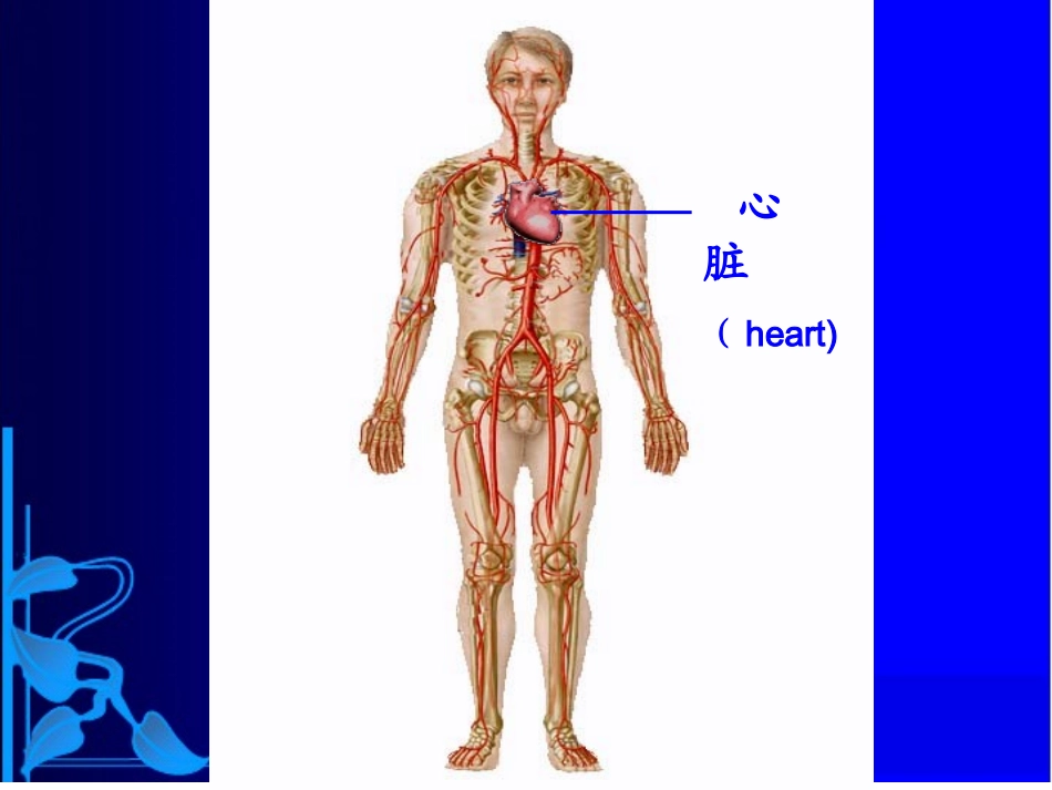 心脏泵功能.ppt_第3页