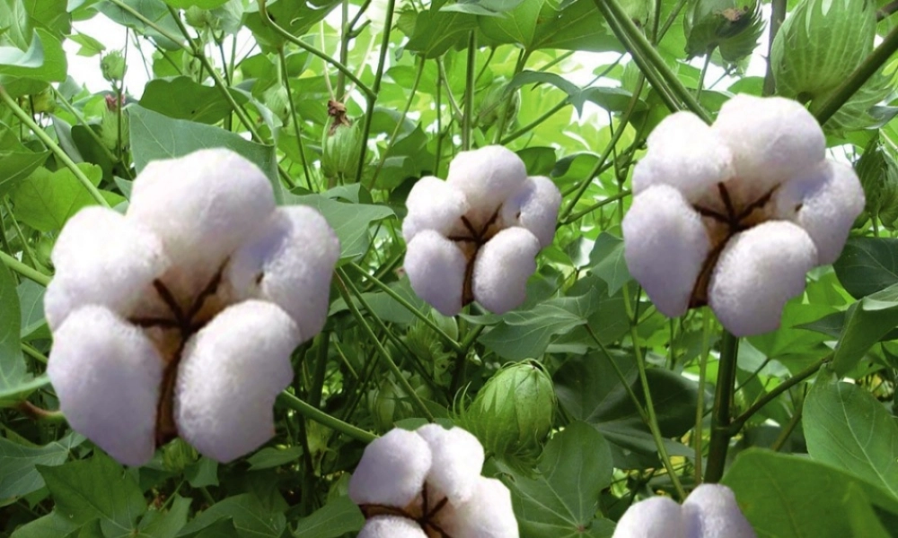 棉花姑娘生病了-叶子上有许多可恶的蚜虫.ppt