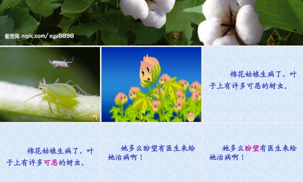 棉花姑娘生病了-叶子上有许多可恶的蚜虫.ppt