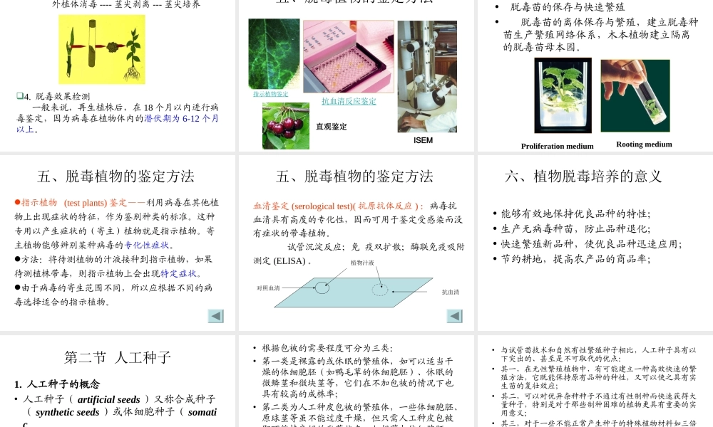 植物的脱毒培养与人工种子.ppt