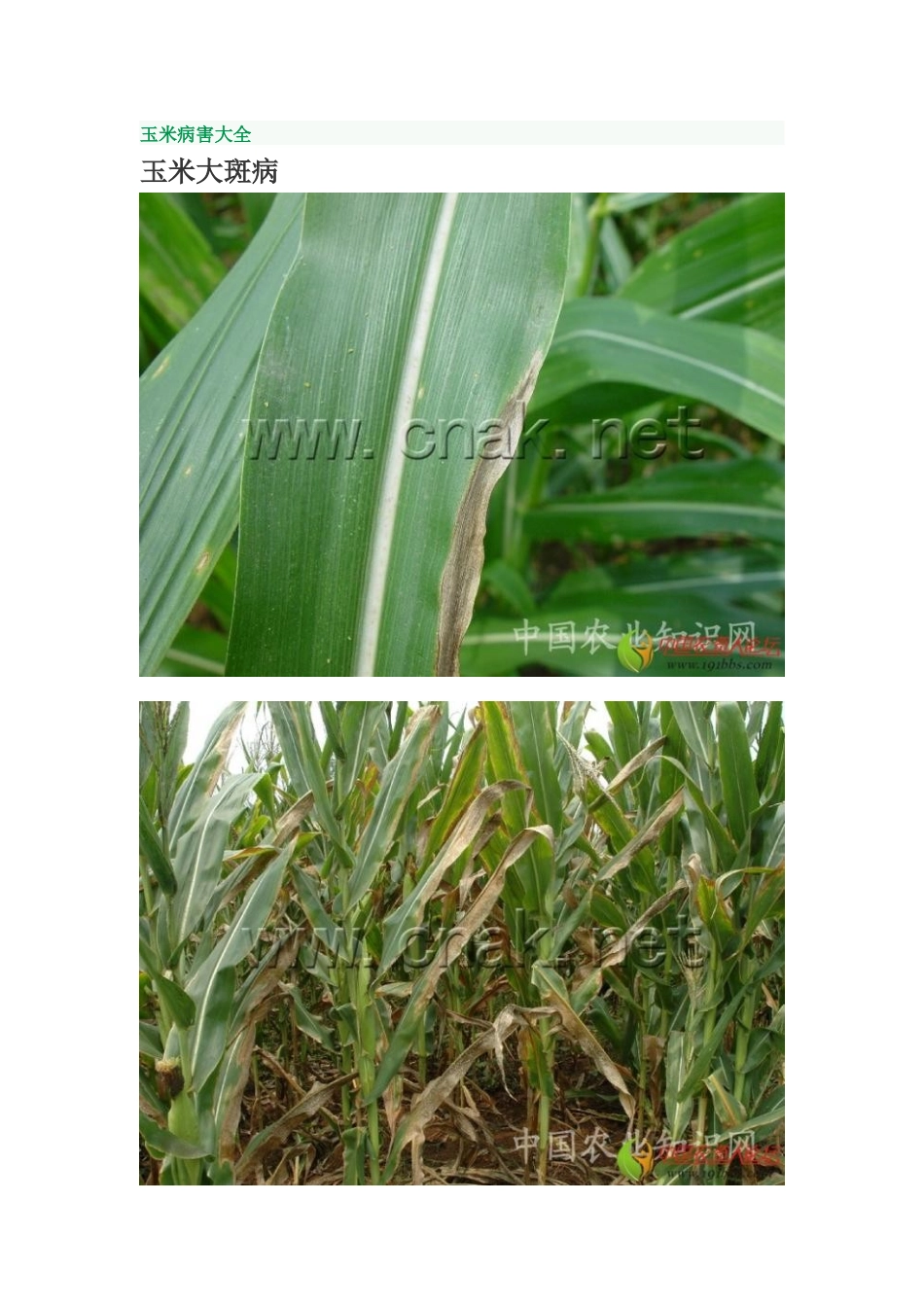 玉米病害大全.docx_第1页