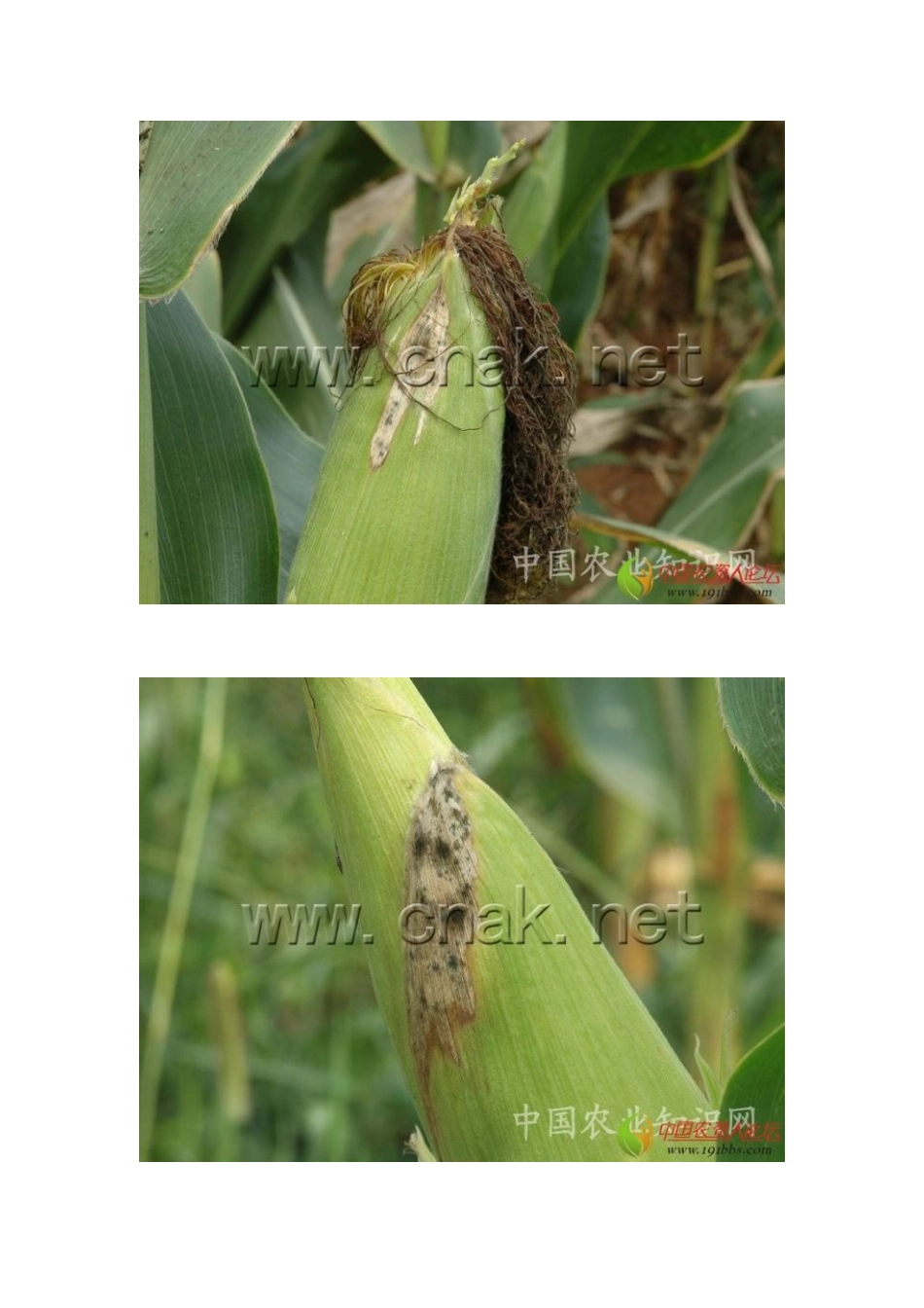 玉米病害大全.docx_第2页