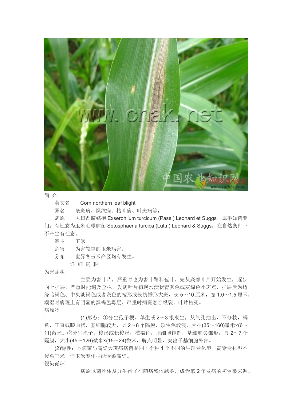 玉米病害大全.docx_第3页