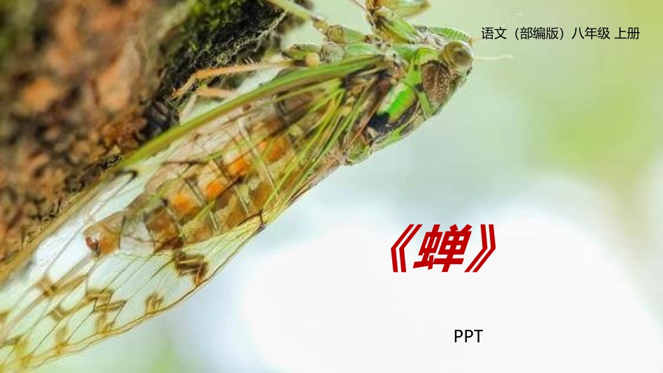 蝉PPT课件6.pptx_第1页