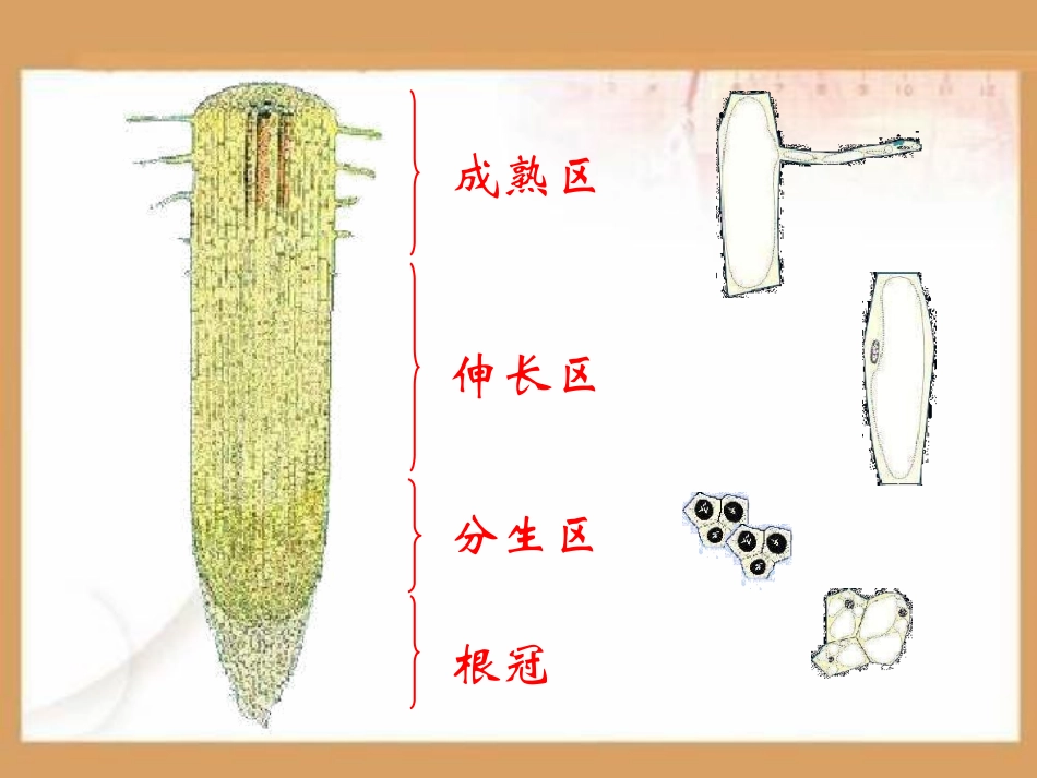 植物根的生长PPT课件.ppt_第3页