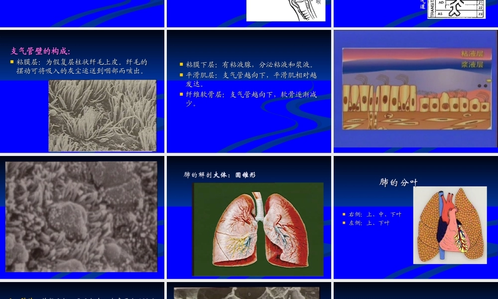 呼吸系统总论.ppt