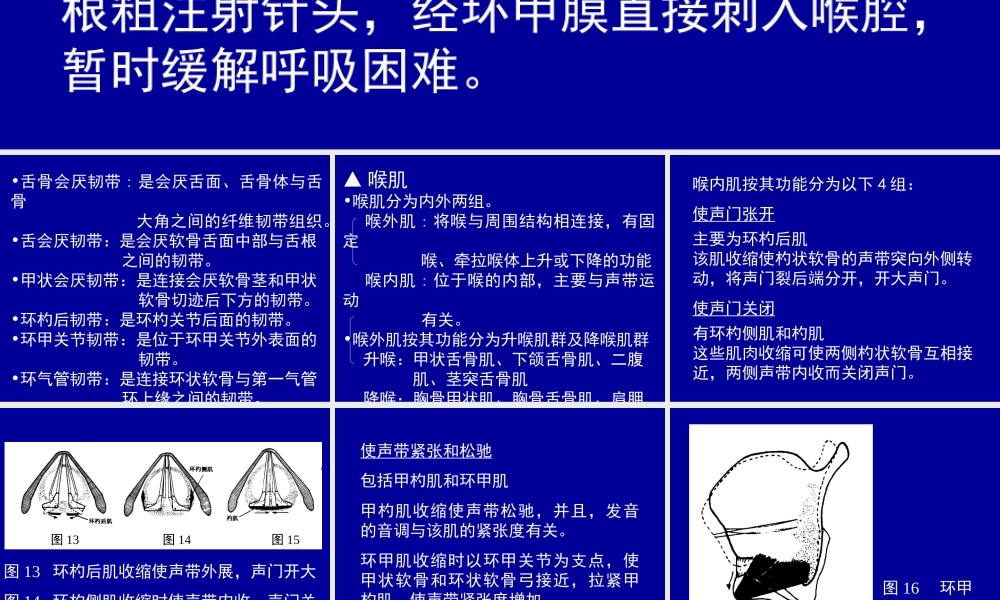 喉弹性膜此膜为一宽阔弹性组织-左右各一-被喉室分为.ppt