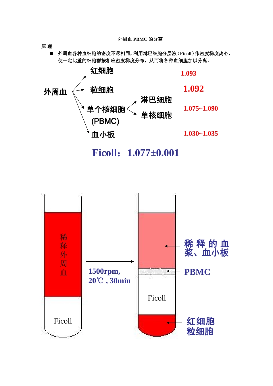 外周血PBMC的分离.doc_第1页