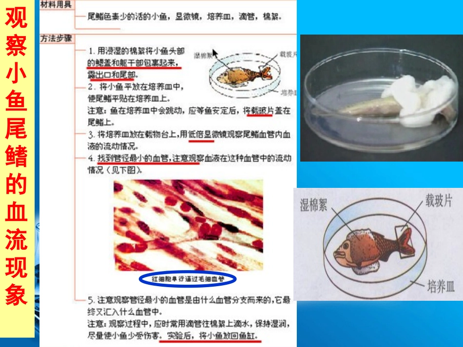 新人教版血流的管道—血管.ppt_第2页