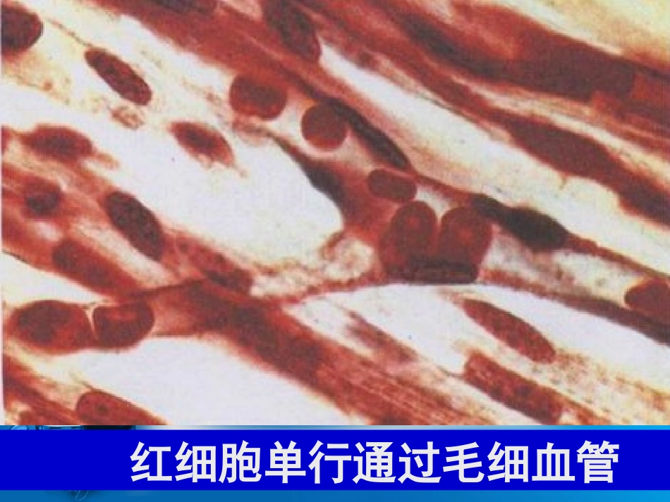 新人教版血流的管道—血管.ppt_第3页