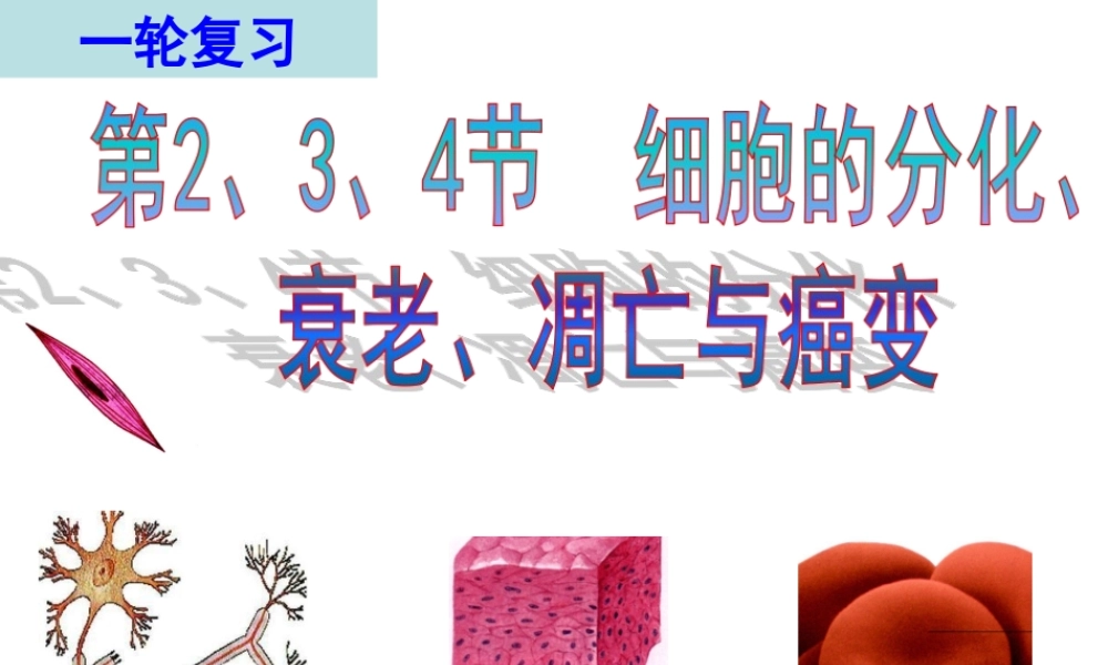 复习细胞的分化、衰老、凋亡和癌变.ppt