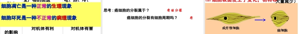 复习细胞的分化、衰老、凋亡和癌变.ppt