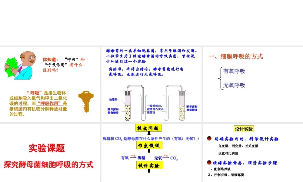 呼吸作用一资料.ppt