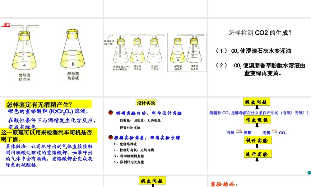 呼吸作用一资料.ppt