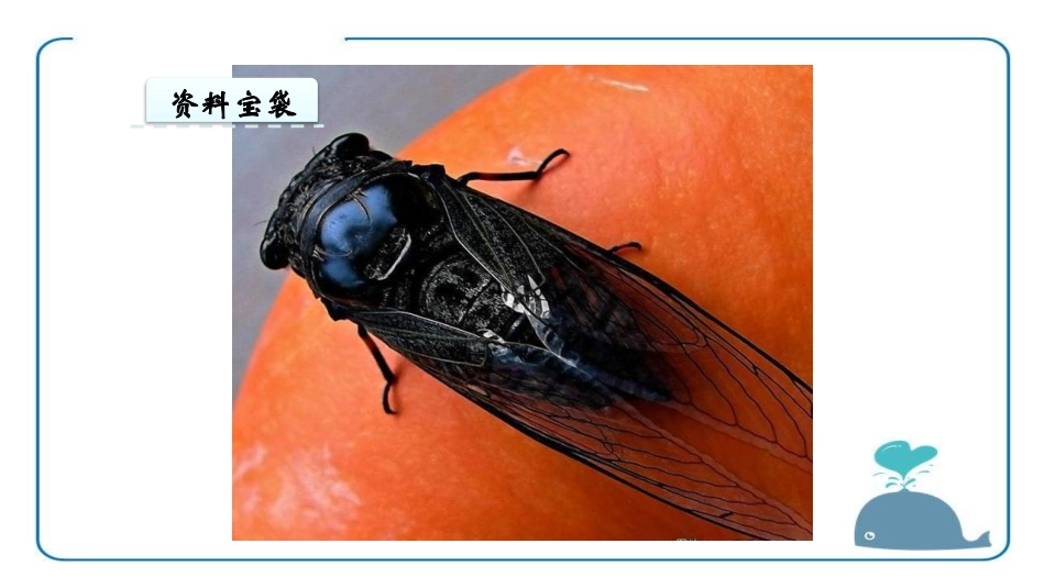 蝉PPT课件3.pptx_第2页