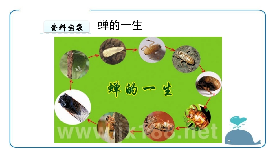 蝉PPT课件3.pptx_第3页