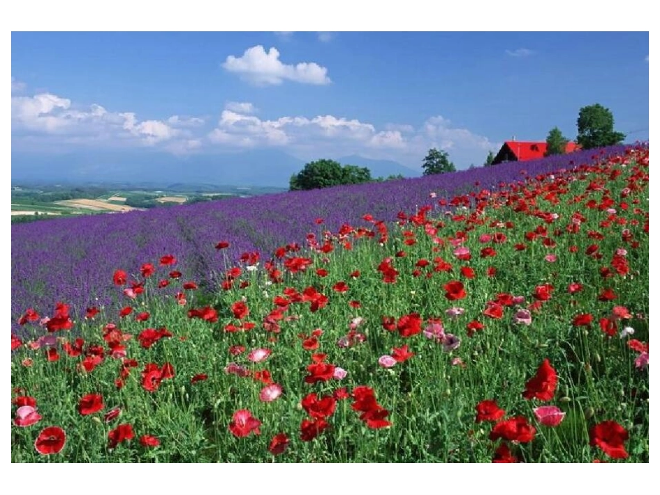 万恶之源--毒品.ppt_第2页