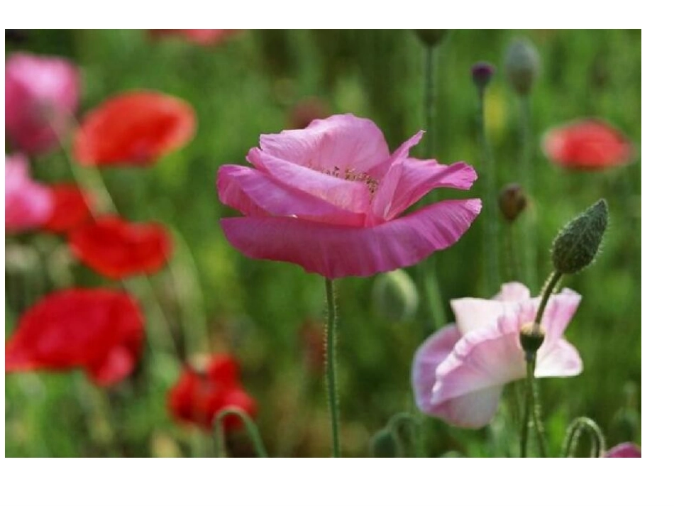 万恶之源--毒品.ppt_第3页