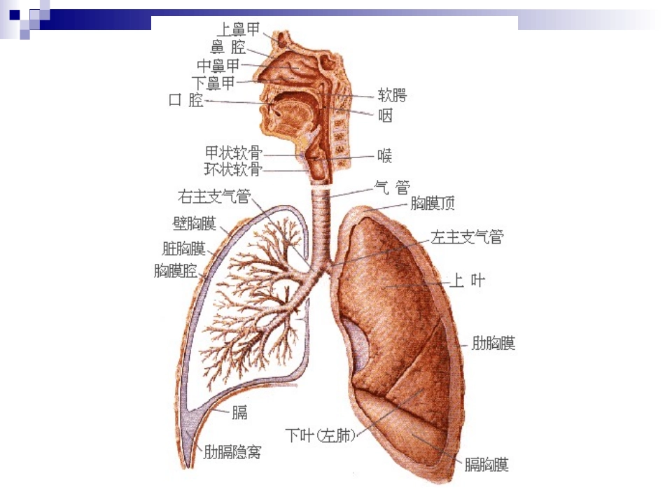 下呼吸道感染.ppt_第2页