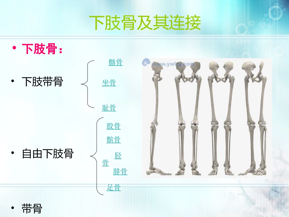 下肢骨及其连接.ppt_第1页