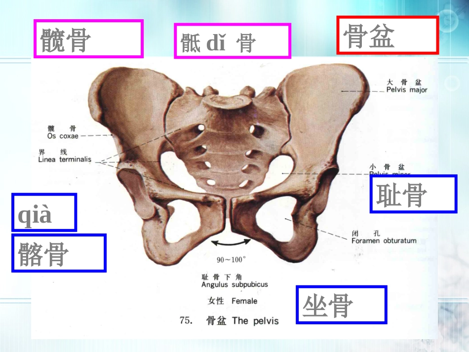 下肢骨及其连接.ppt_第2页