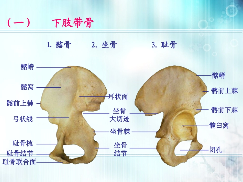 下肢骨及其连接.ppt_第3页