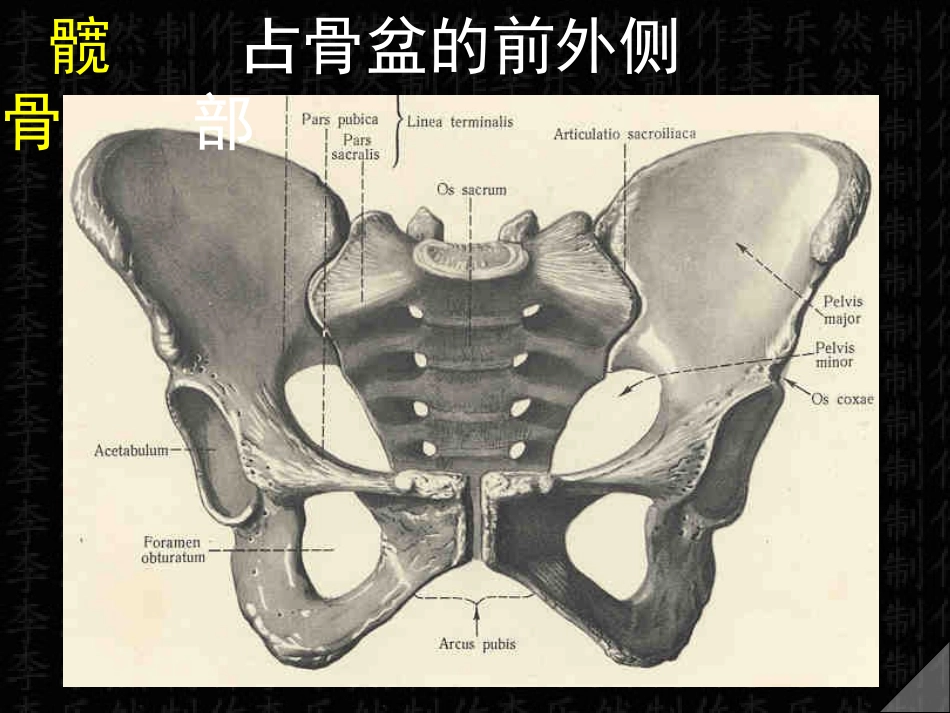 下肢骨与连接.ppt_第2页