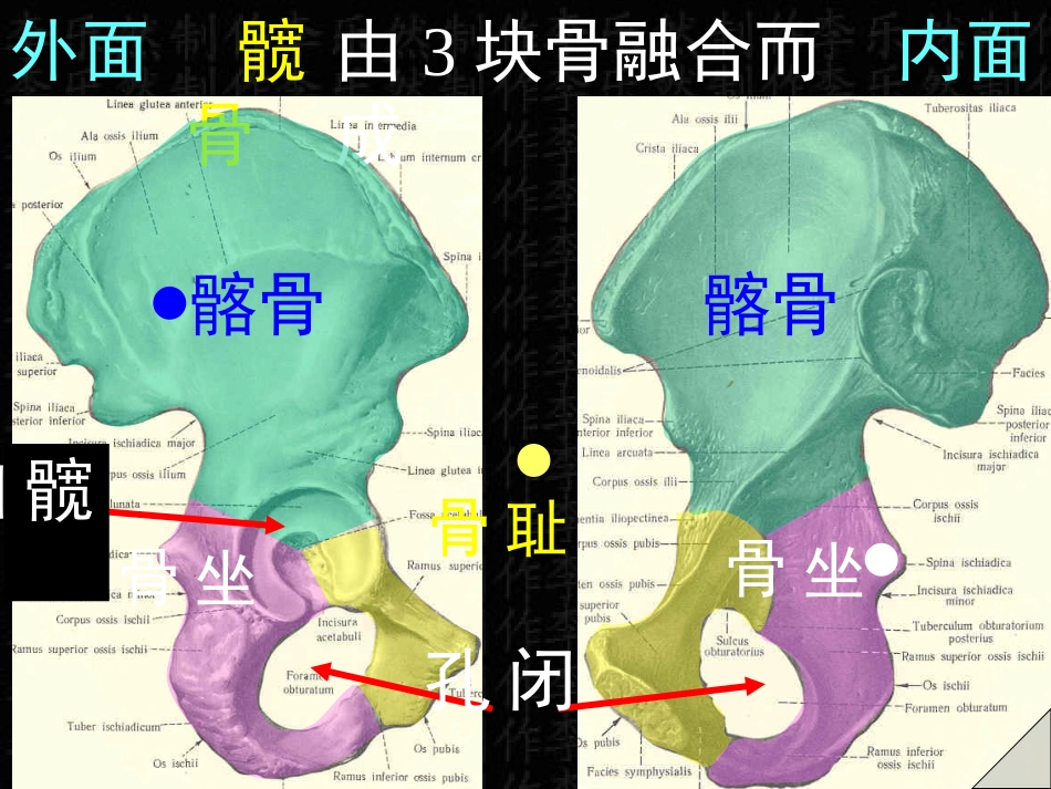 下肢骨与连接.ppt_第3页