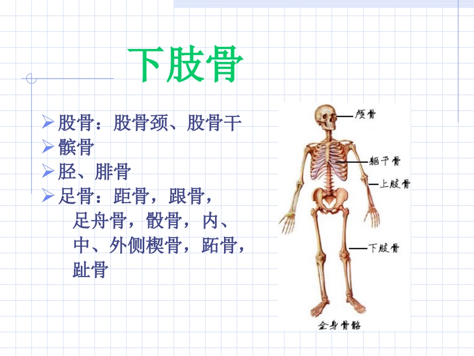 下肢骨与关节损伤2011.ppt_第2页