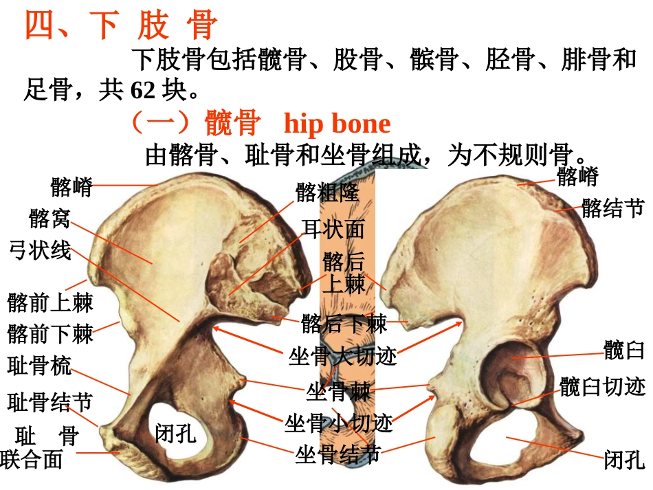 下肢骨与其连结.ppt_第2页
