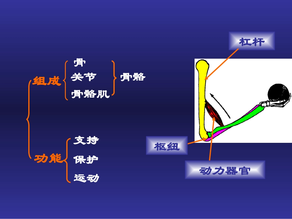 下肢骨主要关节.ppt_第3页