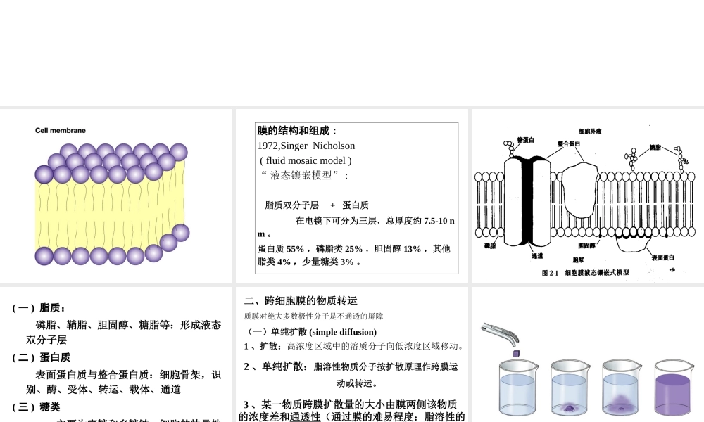 D细胞的基本功能.ppt
