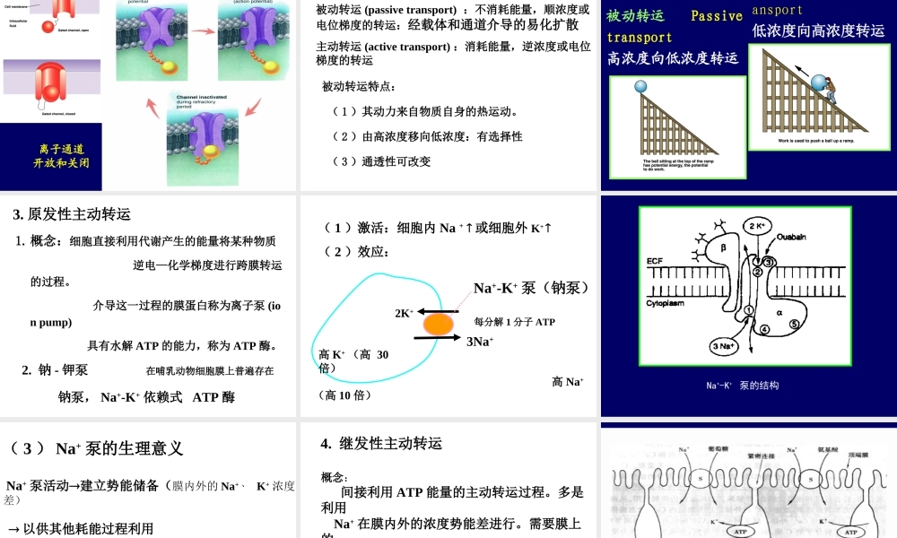 D细胞的基本功能.ppt