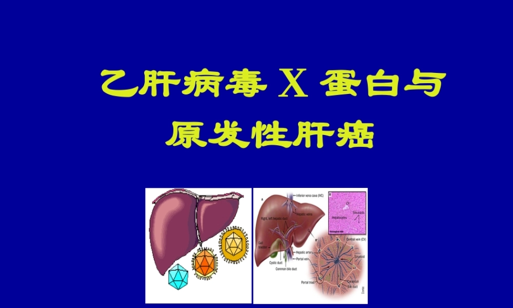 HBV-X-蛋白与原发性肝癌.ppt