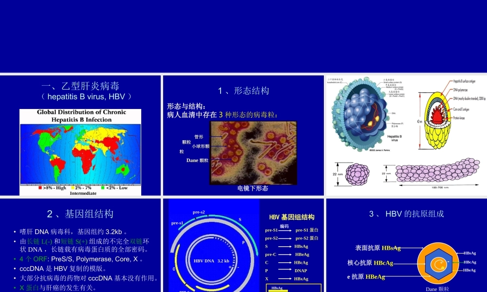 HBV-X-蛋白与原发性肝癌.ppt