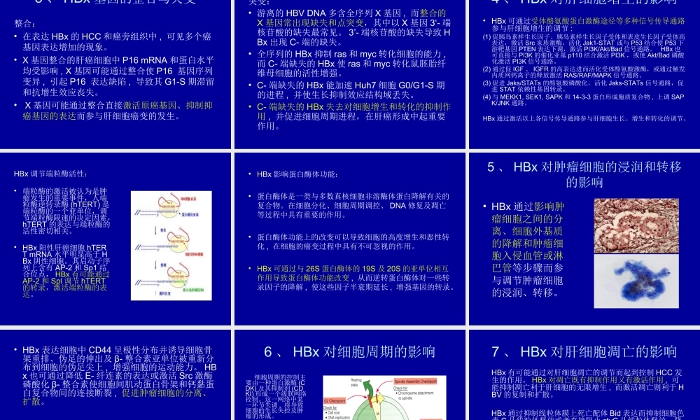 HBV-X-蛋白与原发性肝癌.ppt