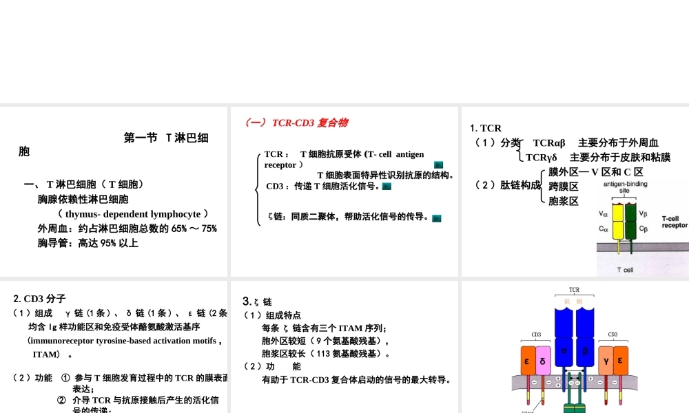 T淋巴细胞及其介导免疫应答.ppt