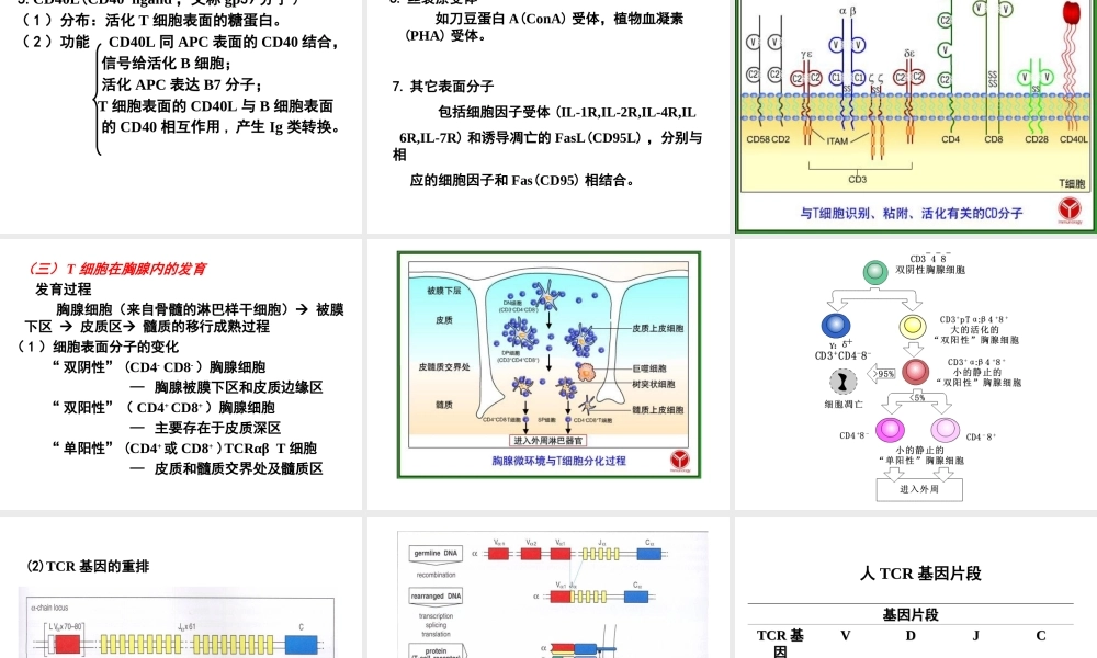 T淋巴细胞及其介导免疫应答.ppt