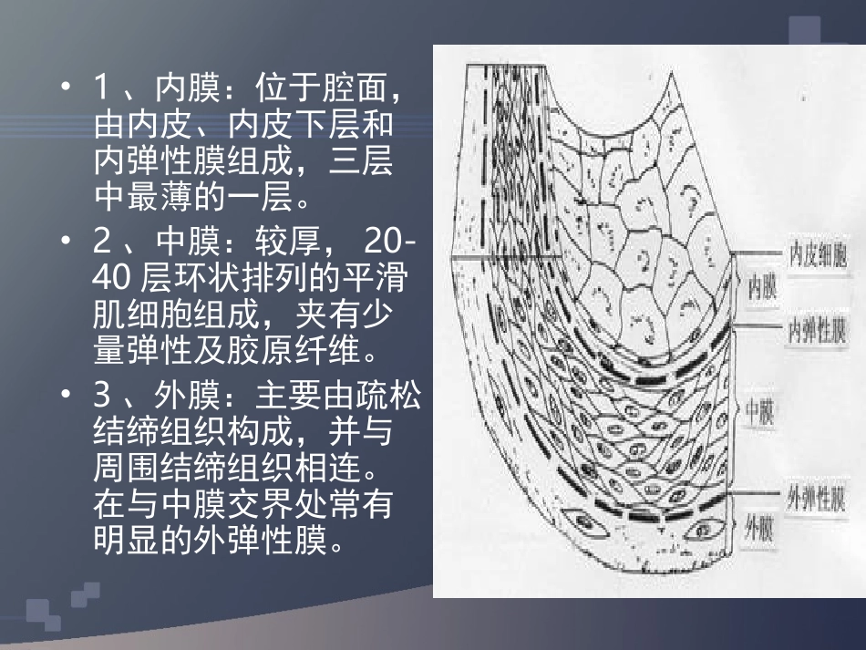 下肢血管超声检查.ppt_第3页