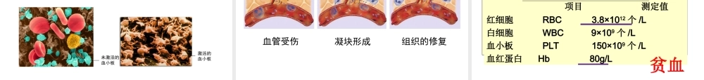 9.1-血液.ppt