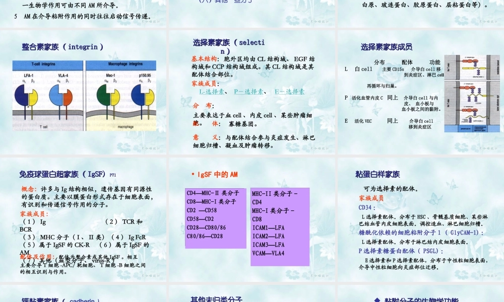 6-白细胞分化和粘附分子.ppt