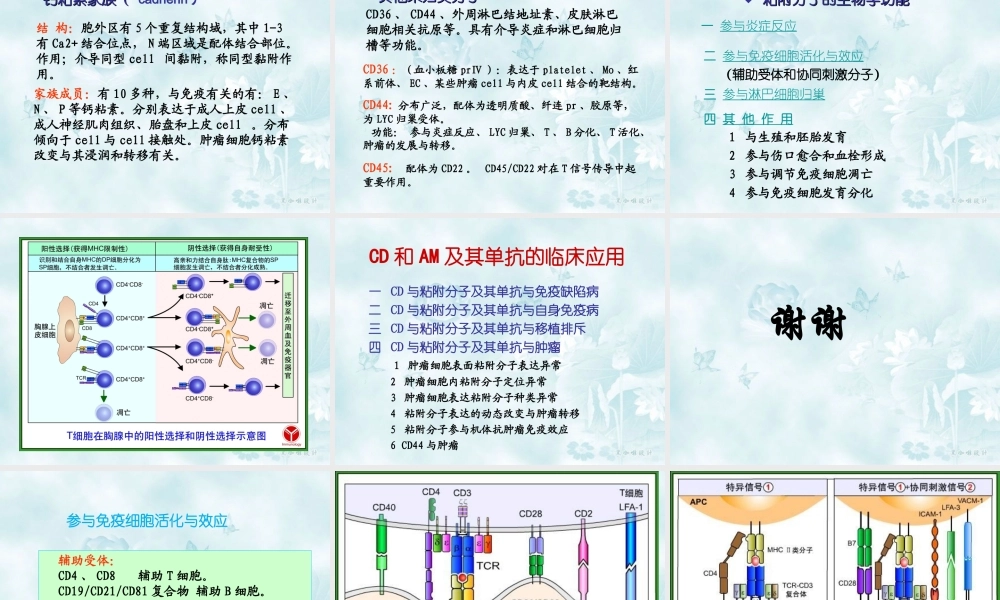 6-白细胞分化和粘附分子.ppt