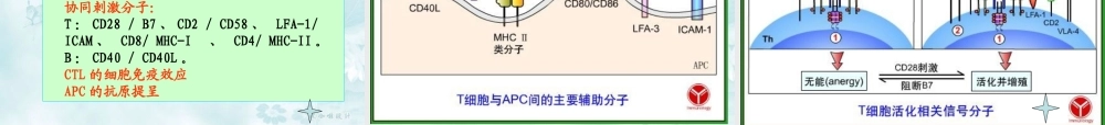 6-白细胞分化和粘附分子.ppt