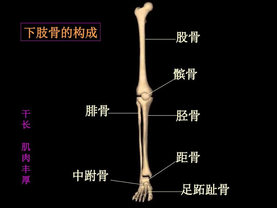 下肢骨折.ppt_第2页