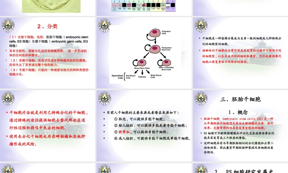 7新4ES胚胎干细胞.ppt