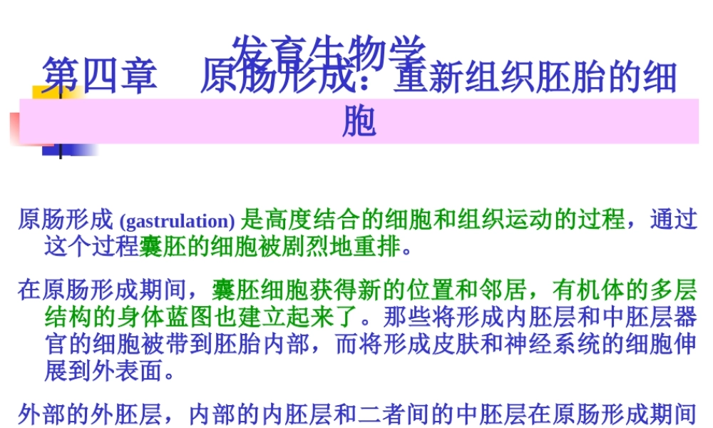 A-第4章--原肠形成.ppt