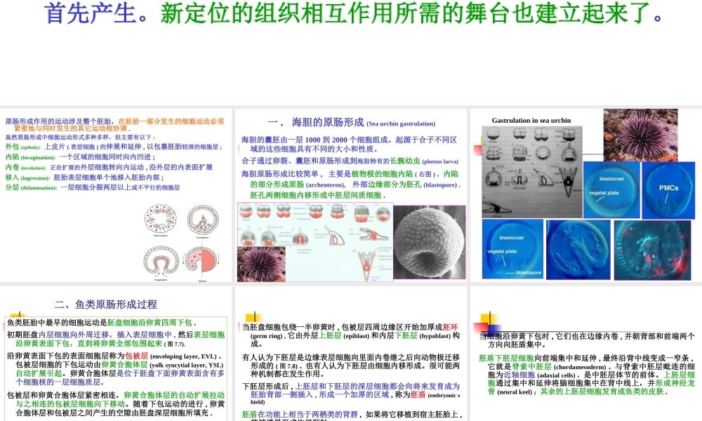 A-第4章--原肠形成.ppt